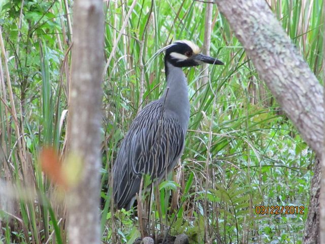Yellow-crowned Night-Heron