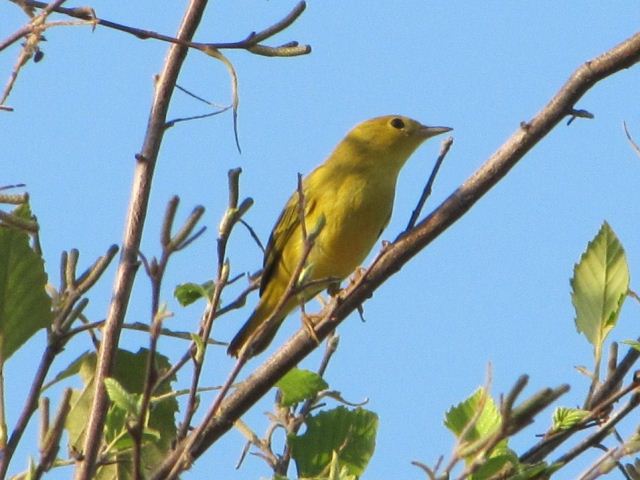 Yellow Warbler