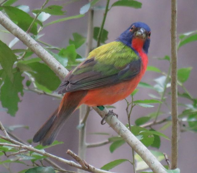 Painted Bunting