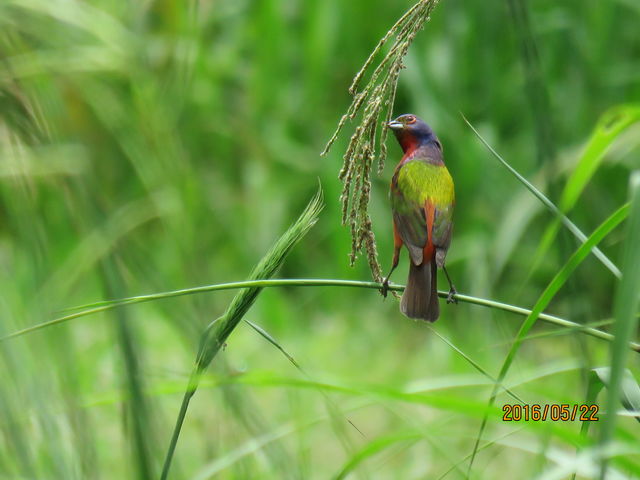 Painted Bunting