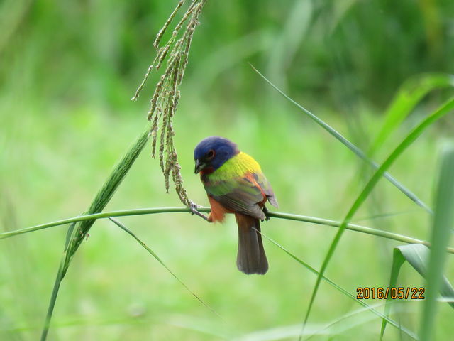 Painted Bunting