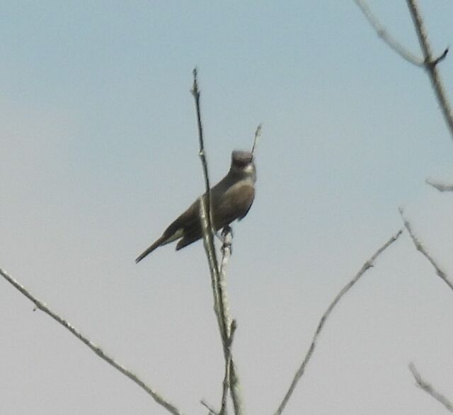 Cassin's Kingbird