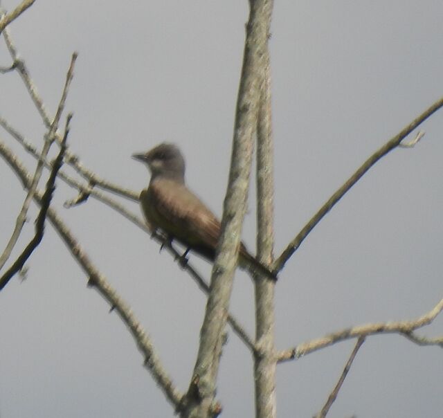 Cassin's Kingbird