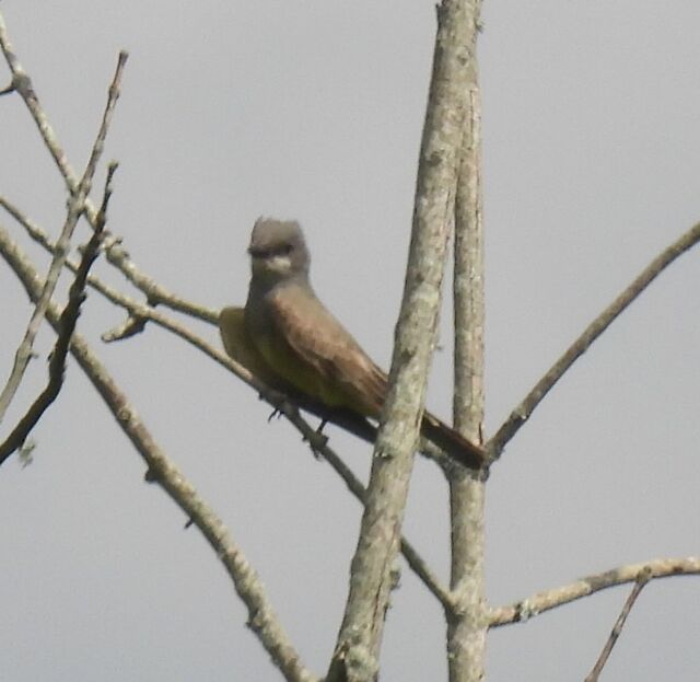 Cassin's Kingbird