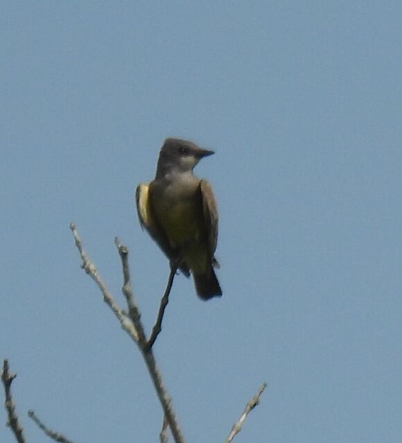 Cassin's Kingbird