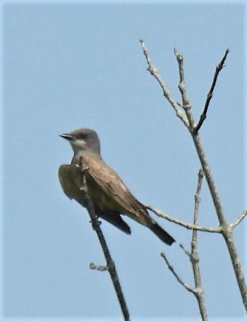 Cassin's Kingbird