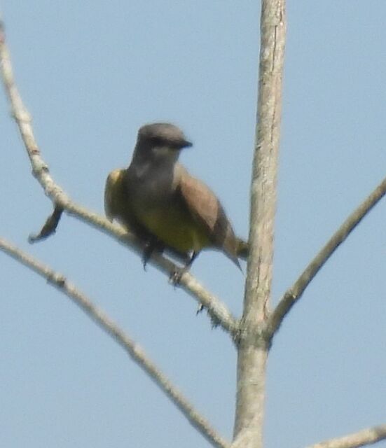 Cassin's Kingbird