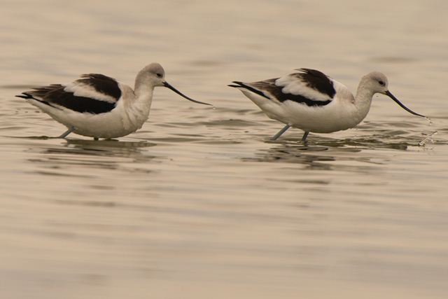 American Avocets