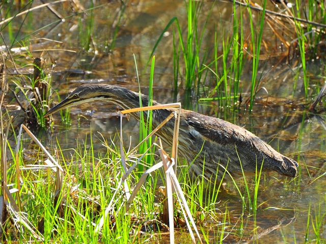 American Bittern