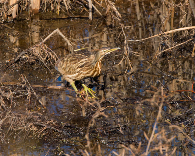 American Bittern