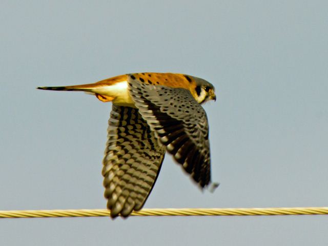 American Kestrel