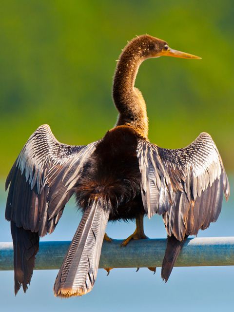 Anhinga