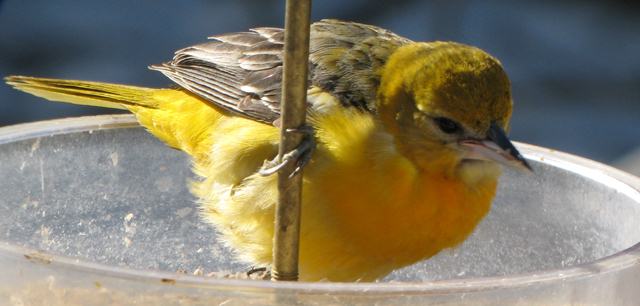 Baltimore Oriole