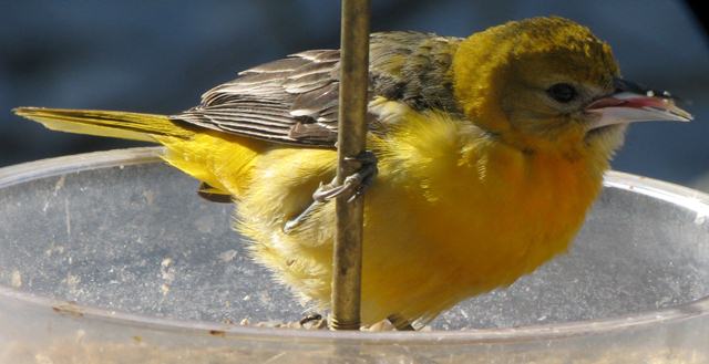 Baltimore Oriole