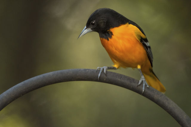 Baltimore Oriole