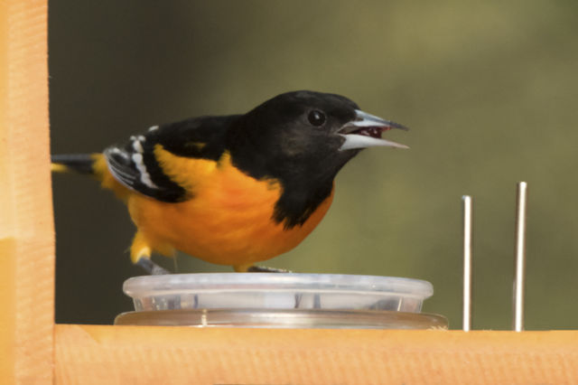Baltimore Oriole