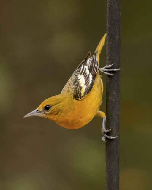Baltimore Oriole