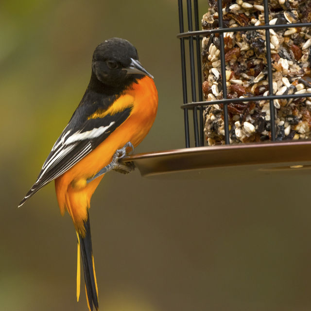 Baltimore Oriole