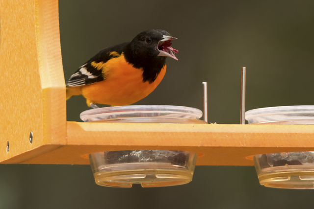Baltimore Oriole
