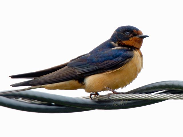 Barn Swallows