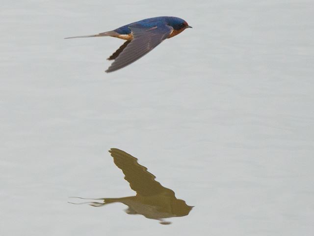 Barn Swallows