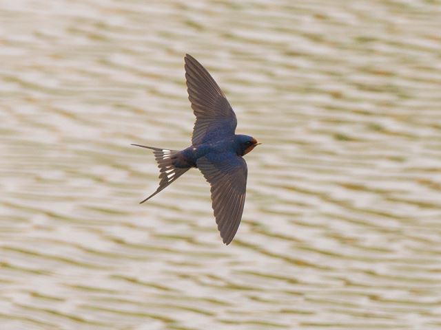 Barn Swallows