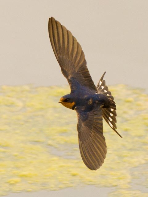 Barn Swallows