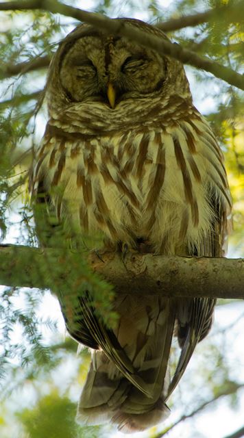 Barred Owl