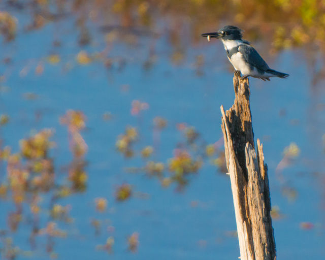 Belted Kingfisher