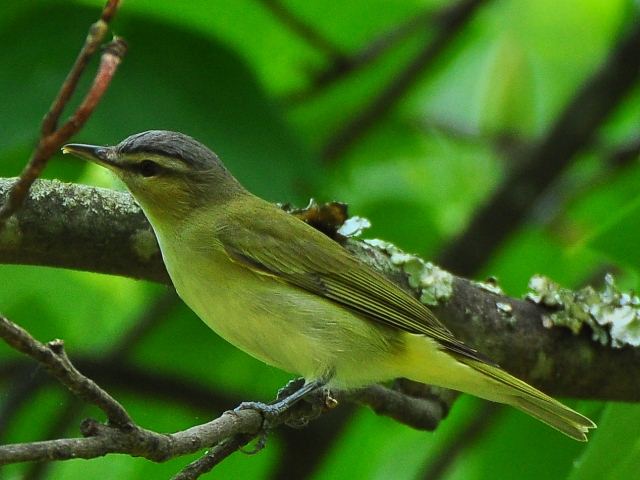 Red-eyed Vireo