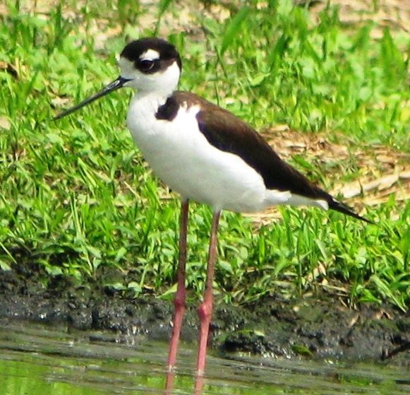 Black-necked Stilts