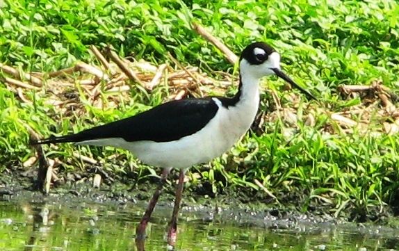 Black-necked Stilts