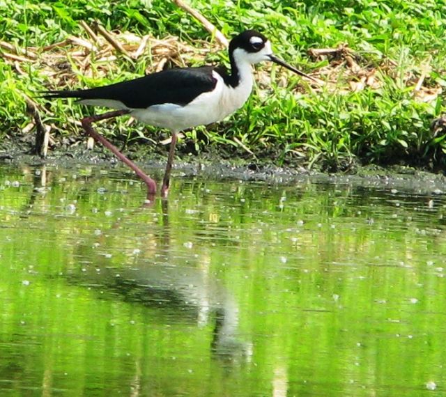 Black-necked Stilts