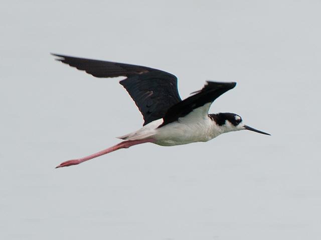 Black-necked Stilt