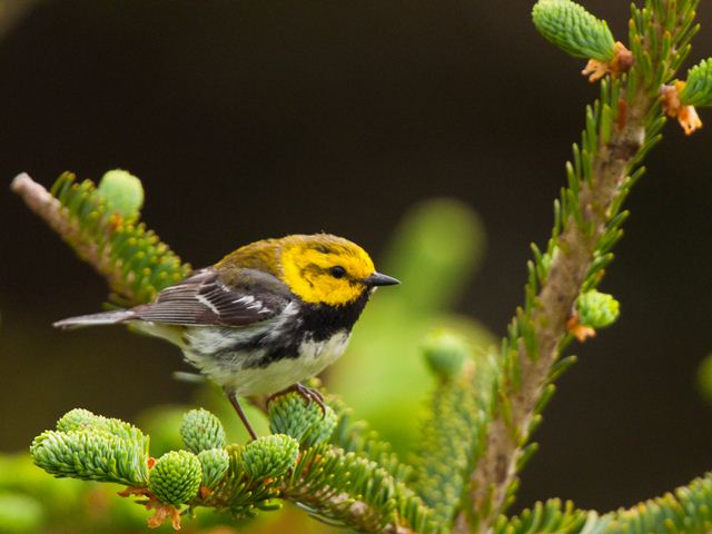 Black-throated Green Warbler
