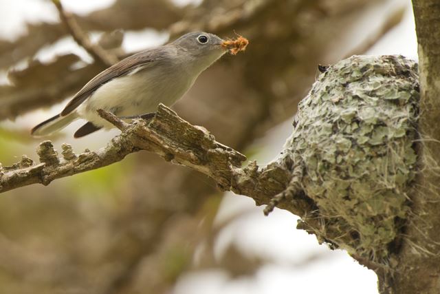 Blue-gray Gnatcatcher