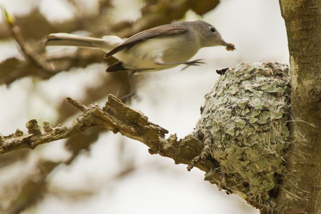 Blue-gray Gnatcatcher