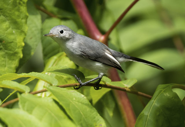 Blue-gray Gnatcatcher