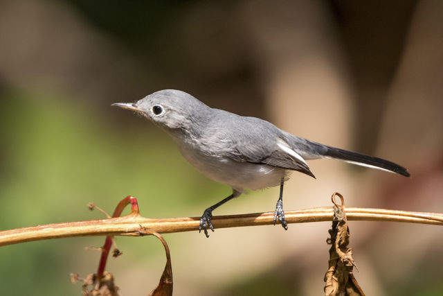 Blue-gray Gnatcatcher