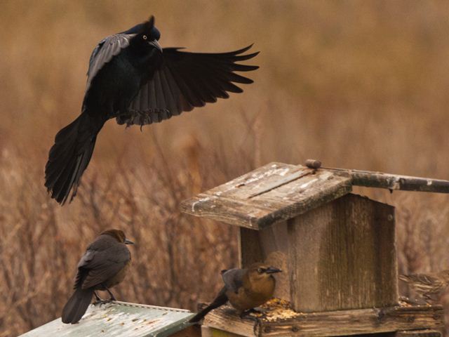 Boat-tailed Grackles