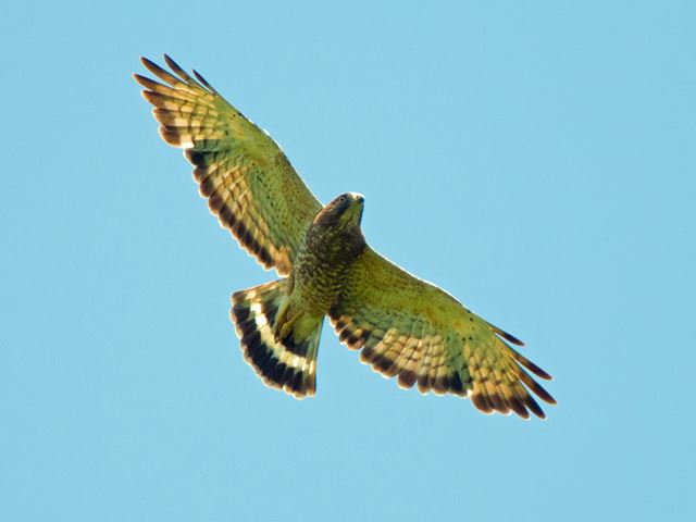 Broad-winged Hawk
