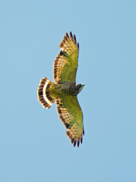 Broad-winged Hawk