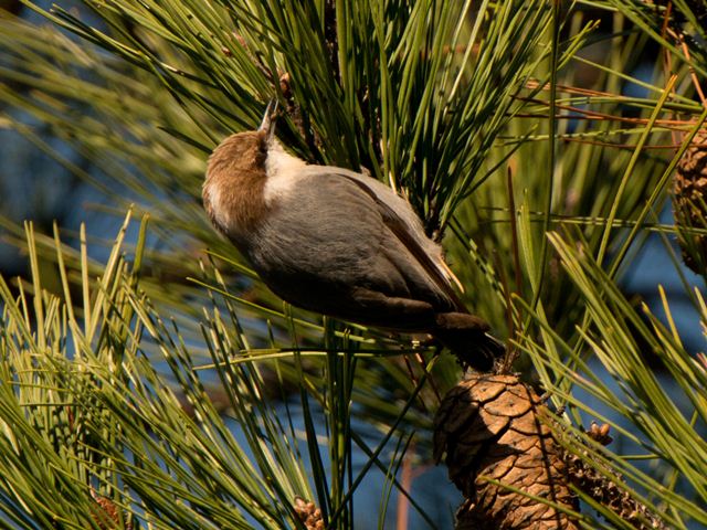 Brown-headed Nuthatches