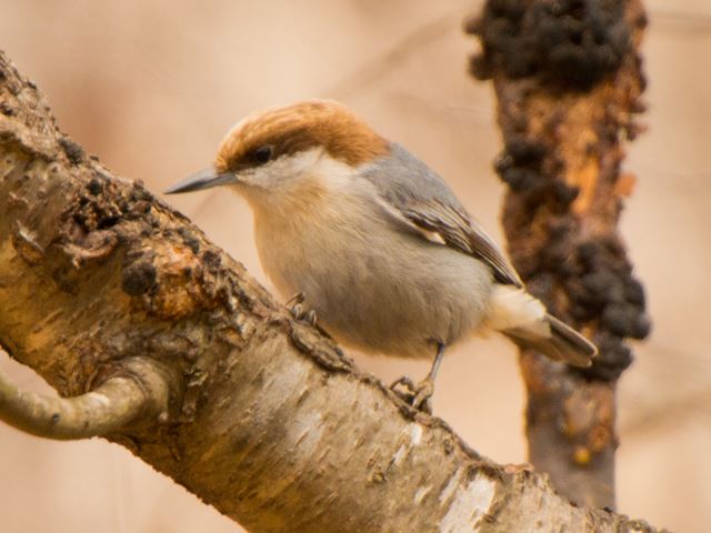 Brown-headed Nuthatch