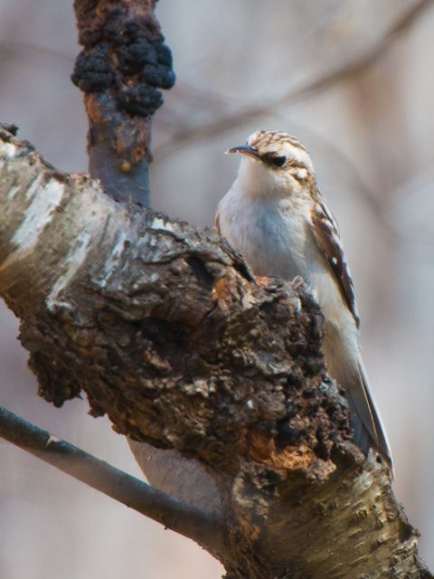 Brown Creeper