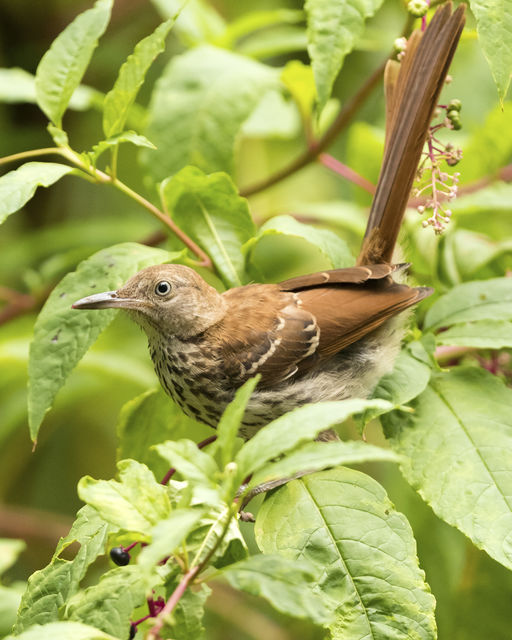 Brown Thrasher