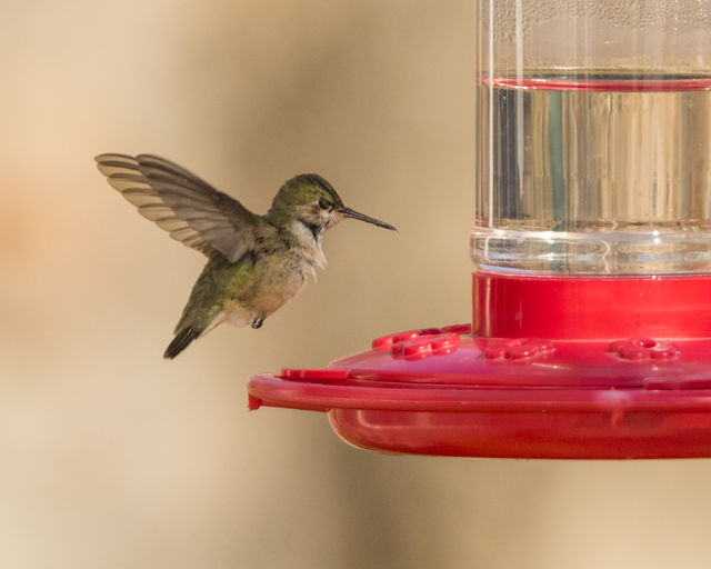 Calliope Hummingbird
