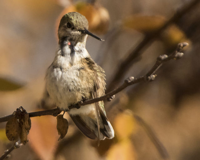 Calliope Hummingbird