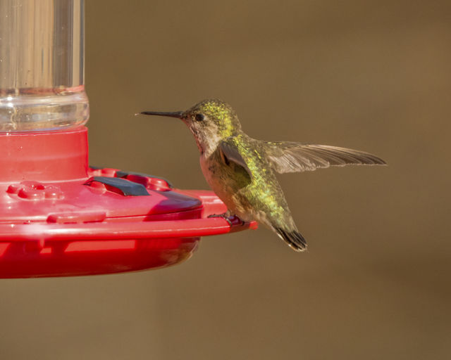 Calliope Hummingbird