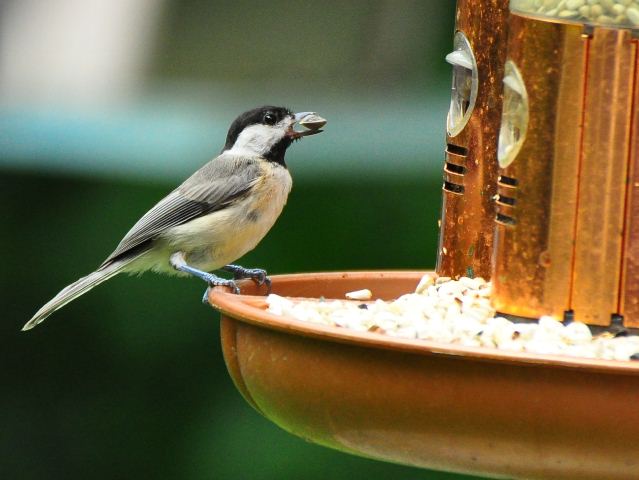 Carolina Chickadee